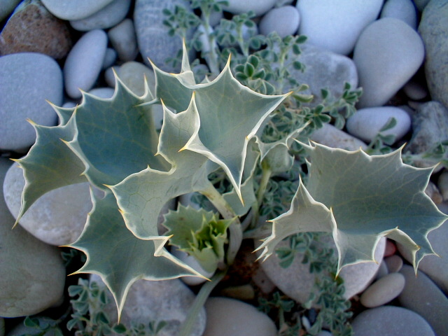 Eryngium amethystinum, Marrubium incanum, Echium vulgare